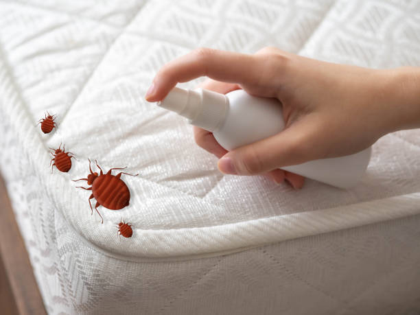 Best Pest Removal Services  in Tornillo, TX